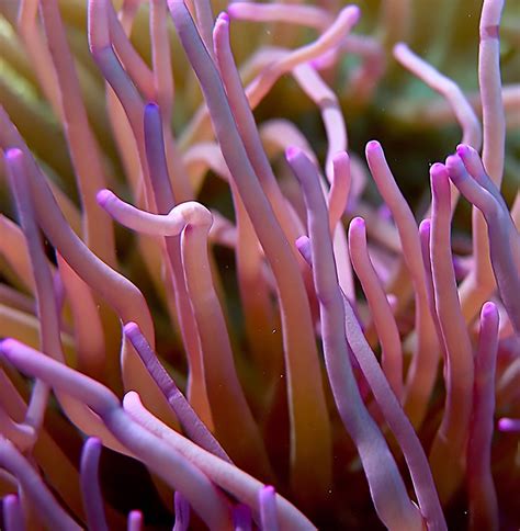 Sea Anemone Coral Reef - Free photo on Pixabay - Pixabay