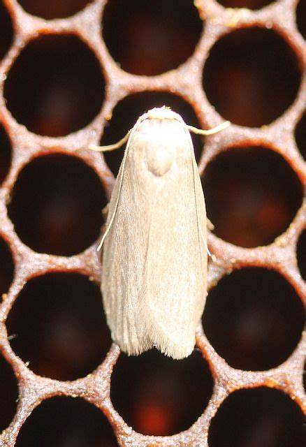 wax moth  wax moth moth wax