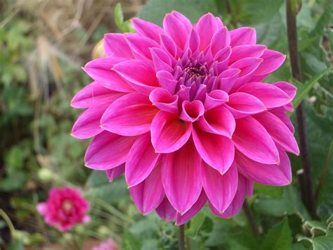 Most Expensive Dahlia at Kathleen States blog