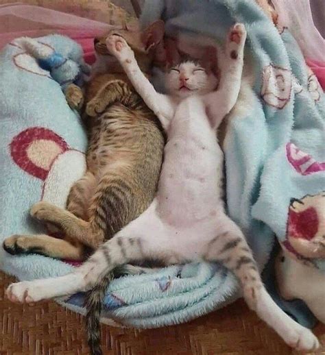 Настроение: сладенько валяться и потягиваться | Gato durmiendo, Gatos ...