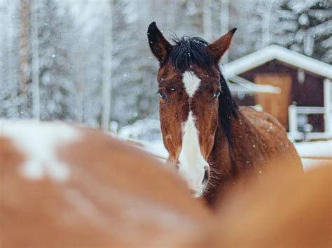 Winter Horse Care Tips - Wilco Farm Stores