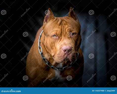 Pit Bull Terrier Male Brown. Stock Photo - Image of terrier, canino ...