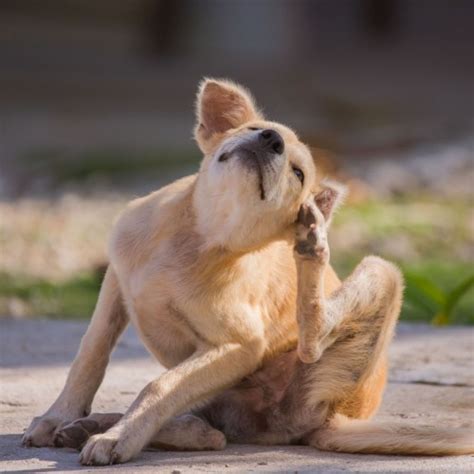 What Is a Hot Spot on a Dog? | We Feed Raw