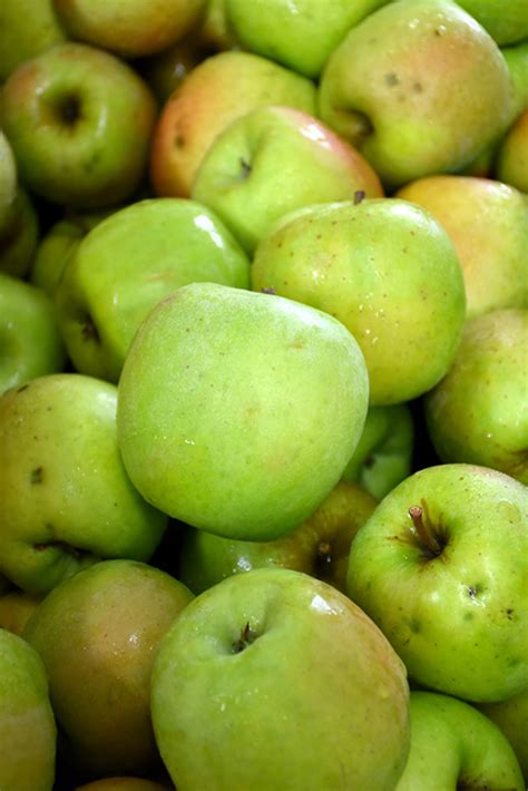 mutsu apple malus mutsu  boston hopkinton chelmsford hingham