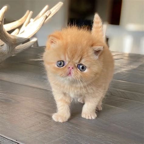 Teacup Persian Kittens For sale United States Pets - 1