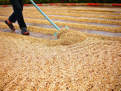 beginners guide  coffee processing recette magazine