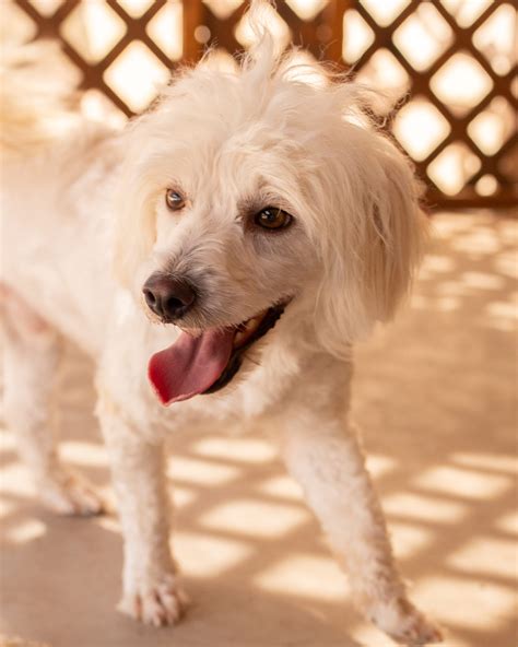 Harvey Palmer – Arizona Poodle Rescue