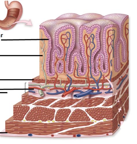 histology  mucosa diagram quizlet