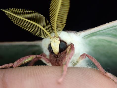 why do moths vibrate 2