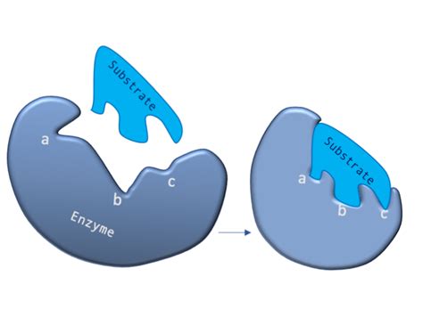 Enzyme Substrate Complex Animation