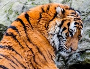 white tiger  image peakpx