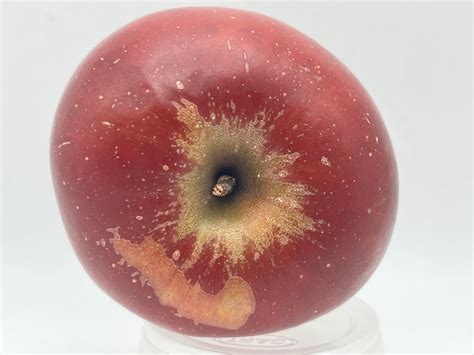 Apple Trees — Roots to Fruits Nursery