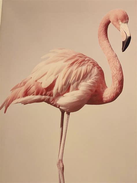 Фламинго | Фламинго