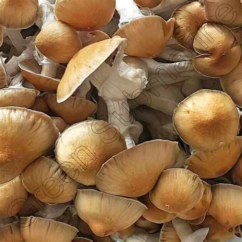 Споры грибов Psilocybe Cubensis - Lizard King. Green Submarine