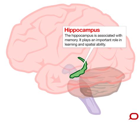 Research Check: can even moderate drinking cause brain damage?