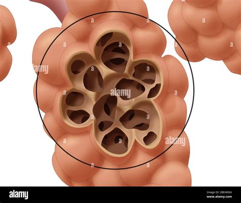 lung emphysema damage  res stock photography  images alamy