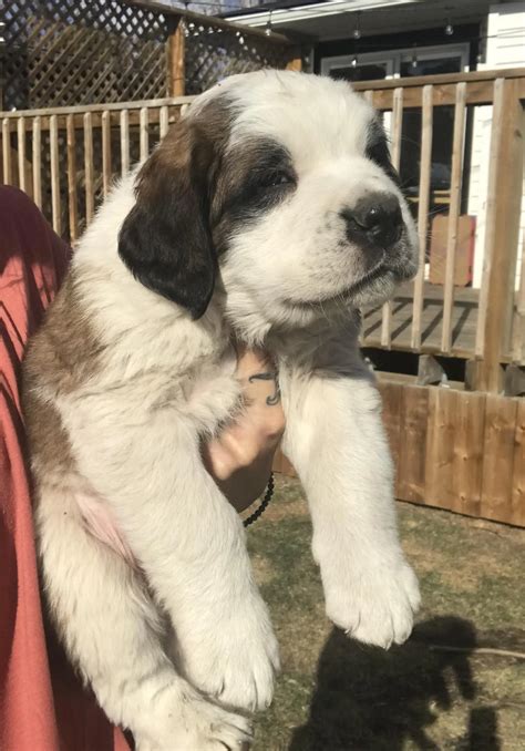 How heavy was your Saint Bernard puppy when you brought them home