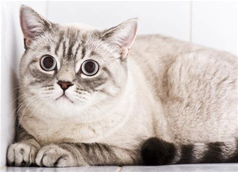 Stressed OUT Cat! – Meow - Pets Training and Boarding