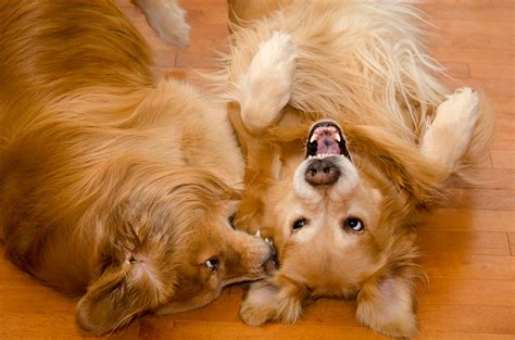 Photo Retriever dog Two Animals