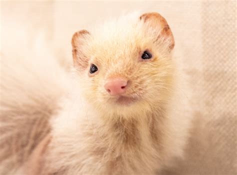 is it normal ferret hiding fast 8