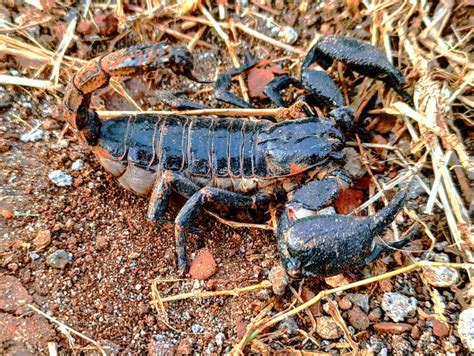 Los Escorpiones Son Un Grupo De Animales Con Ocho Patas En El Orden ...