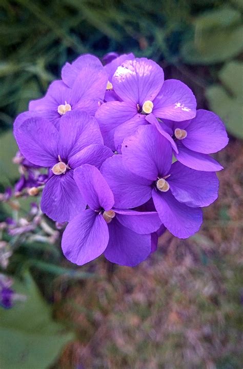 Violet Cluster by MagentaRoseOrchid on DeviantArt