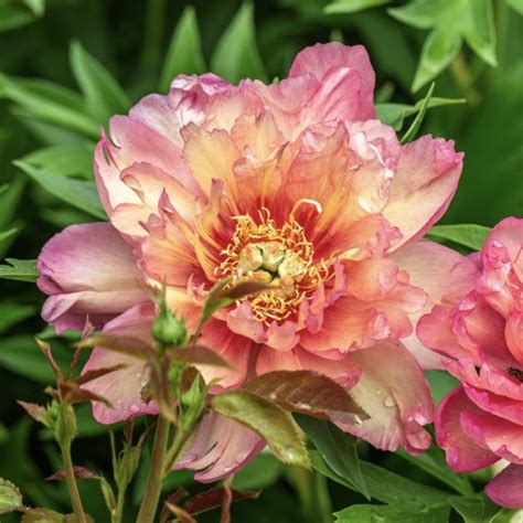 Пион Ито-гибрид Джулия Роуз / Paeonia Itoh Hybrids Julia Rose