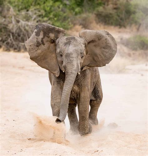 Elephant Animal Facts - A-Z Animals
