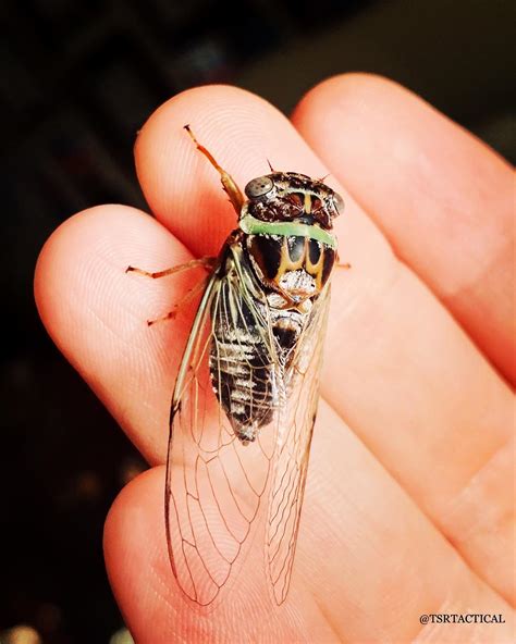 Magici... - TSR Tactical Safety, Awareness & Self Defense, LLC