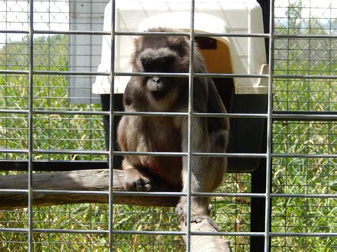 booted macaque zoochat