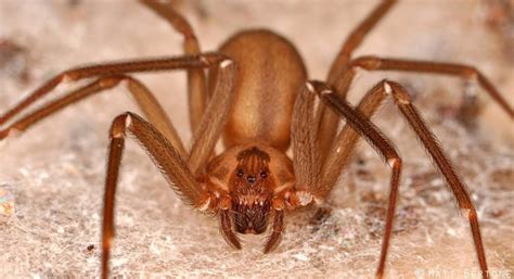 Aranha De Cor Marrom