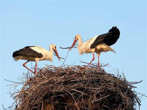 birds build nests  key types unianimal