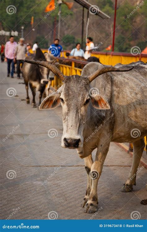 girija devi temple ramnagar uttarakhand     face stock