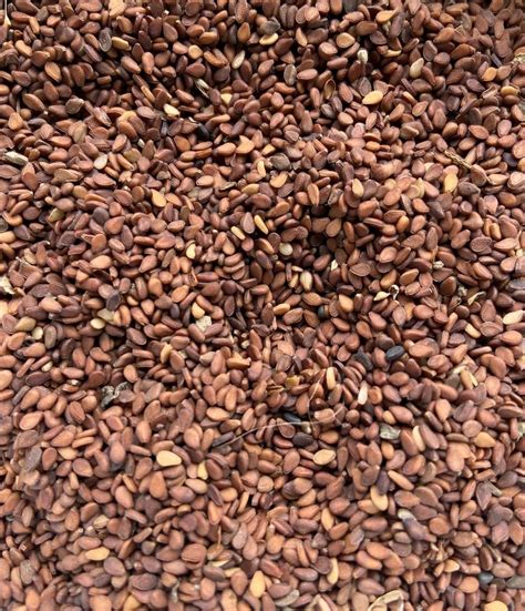 red sesame seeds  kg rajarhat gopalpur id