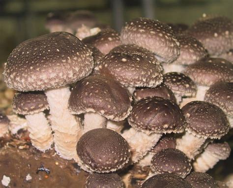 M3782 Lentinula edodes | Mycelia