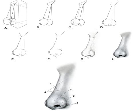 Portrait Drawing for the Ultimate Beginner: The Nose | FeltMagnet