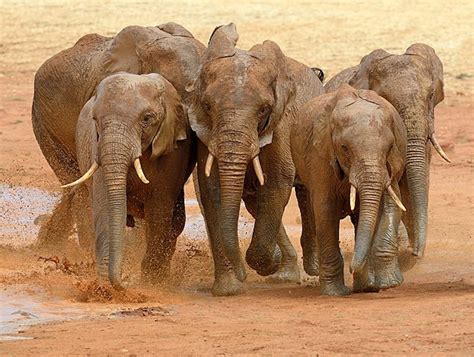 Qual O Animal Mais Forte Do Mundo - 7