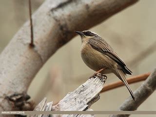 Brown Accentor (Prunella fulvescens) | Brown Accentor (Prune… | Flickr