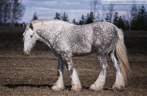 Alla Berlezova | Beautiful horses, Horses, Dapple grey horses