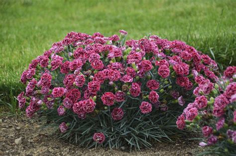 dianthus_cherry_vanilla2.jpg | Proven Winners