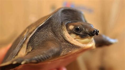 rare pig nosed turtles seized  perth man   sell