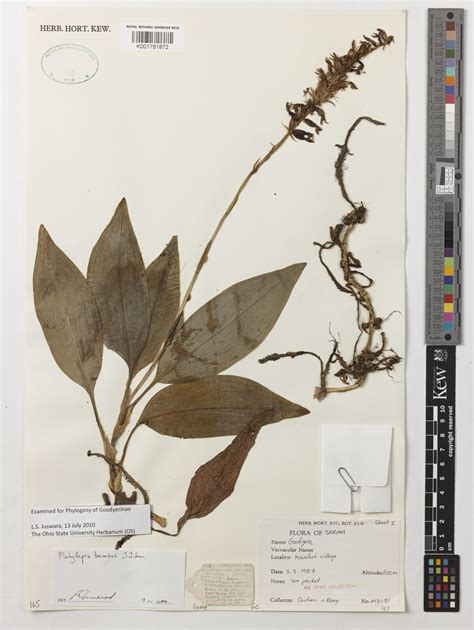 Platylepis bombus J.J.Sm. | Plants of the World Online | Kew Science