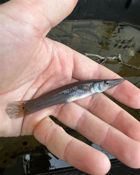 Valiant Aquatic | plants (@valiant_aquatic) • Instagram photos and videos