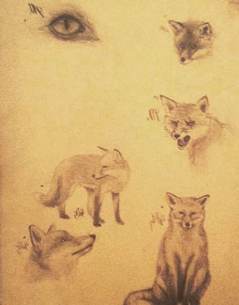Fox Study by ymillustrations on DeviantArt