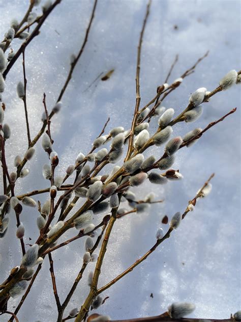 The Martha Stewart Blog : Blog Archive Time to Gather Pussy Willows