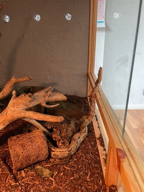 Hog Island Boa 4