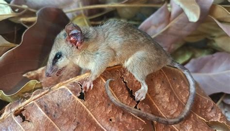 cryptonanus agricolai sao raimundo das mangabeiras ma flickr