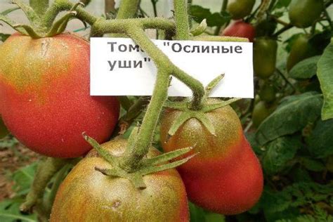 Томат Ослиные уши: характеристика и описание индетерминантного сорта с фото
