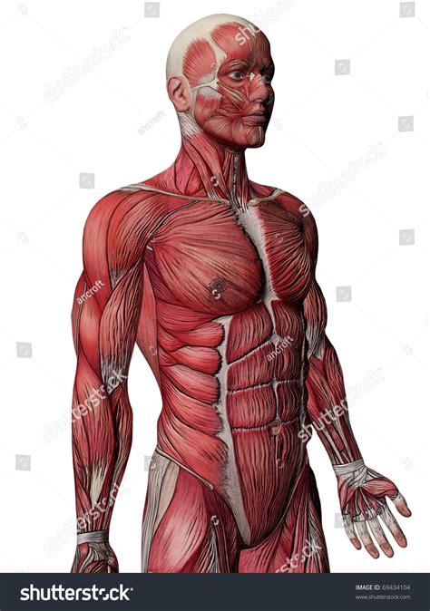 Human Body Muscles Anatomy Stock Illustration 69434104 - Shutterstock