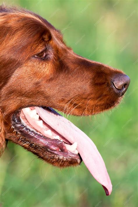 Premium Photo | Panting cute dog